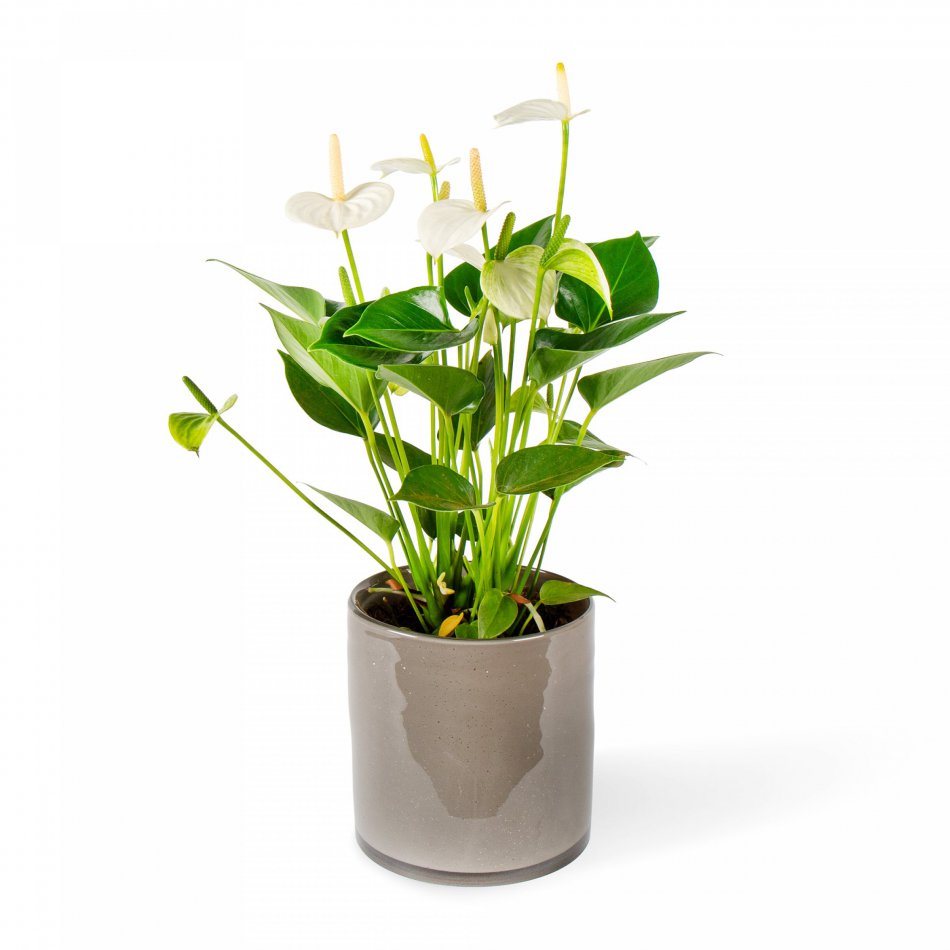 Plant Anthurium wit